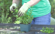 How to Trim Mint Plant