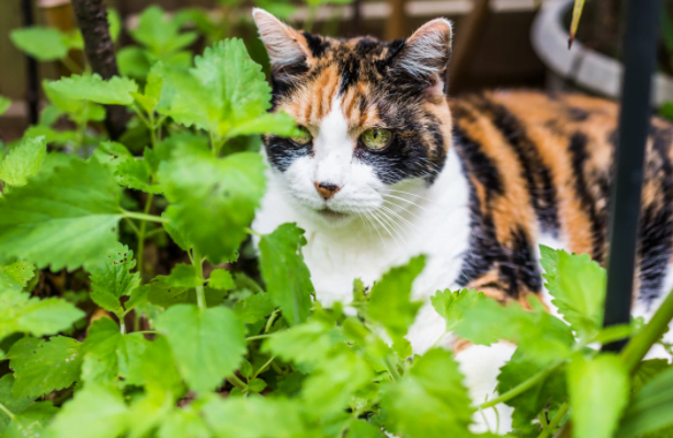 are peppermint plants bad for dogs