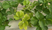 Mint Plant Turning Yellow