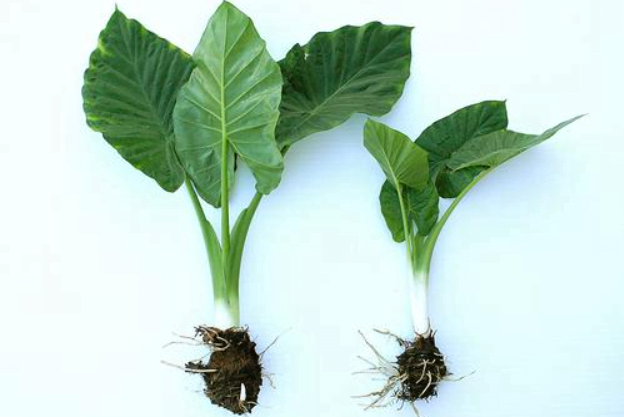 elephant ear plant Tubers