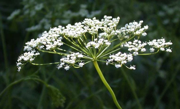 Anise flower