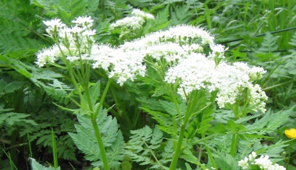 Anise vs Fennel - Anise plant