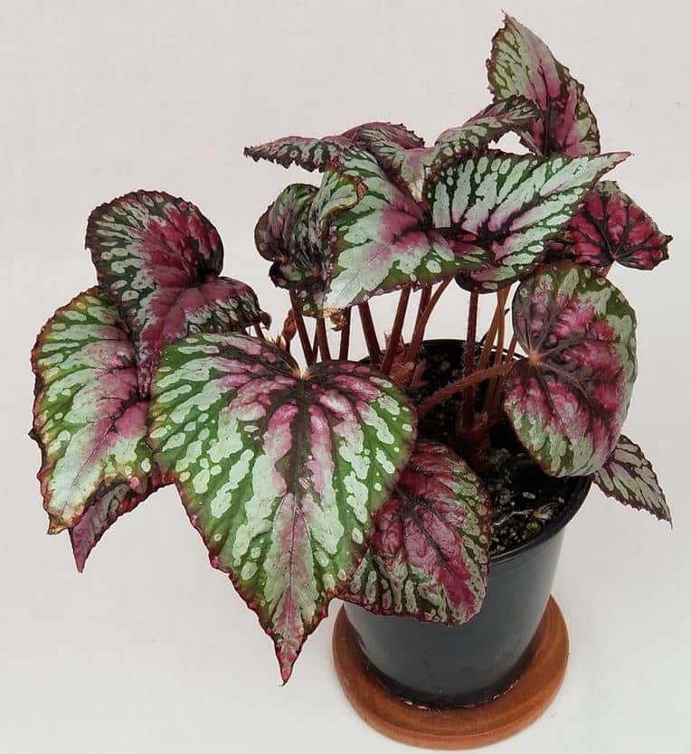 Begonia rex ‘Salsa’