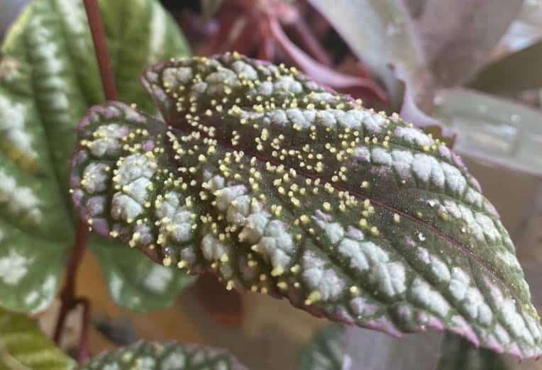 Bumps on Cissus discolor