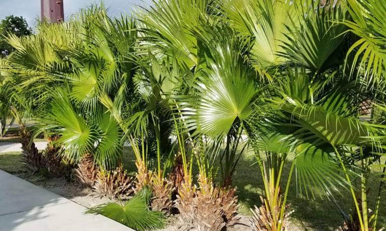 Chinese fan palm care - indoor and outdoor -Livistona chinensis