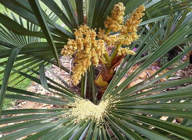 Chinese fan palm flowers