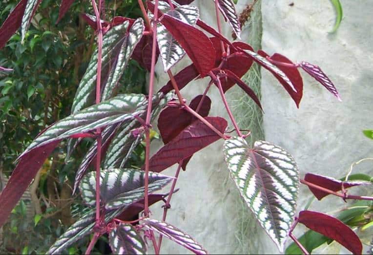 Rex Begonia Vine leaves or foliage - Slender, long, heart-shaped deep green leaves with silvery mottling, burgundy, or deep purple blotches along veins and edges and a deep reddish-purple underside.