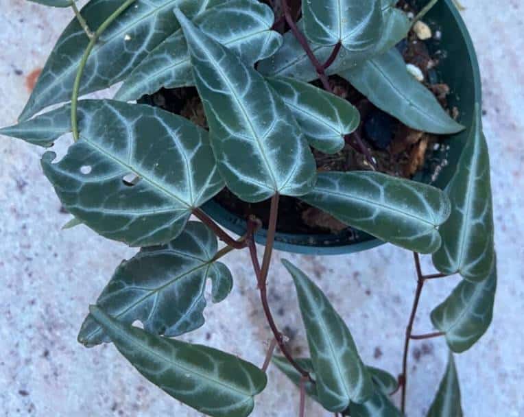 Cissus amazonica has olive green narrow heart-shaped leaves with silvery gray marking along veins and reddish underside