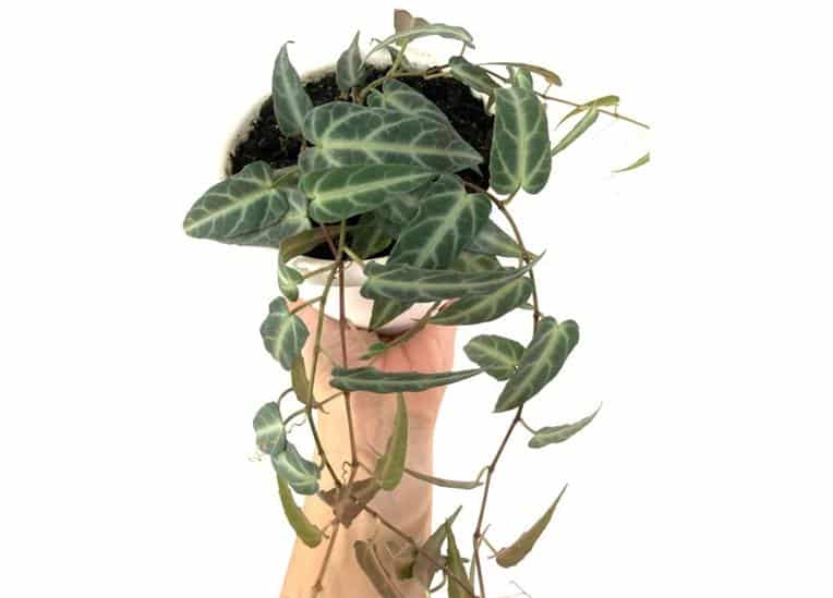Cissus amazonica Leaves, vines, tendrils and stems - jungle vine