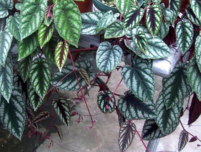 Cissus discolor Care and Propagation - Rex Begonia Vine