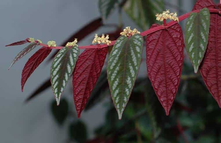 Cissus discolor flowers