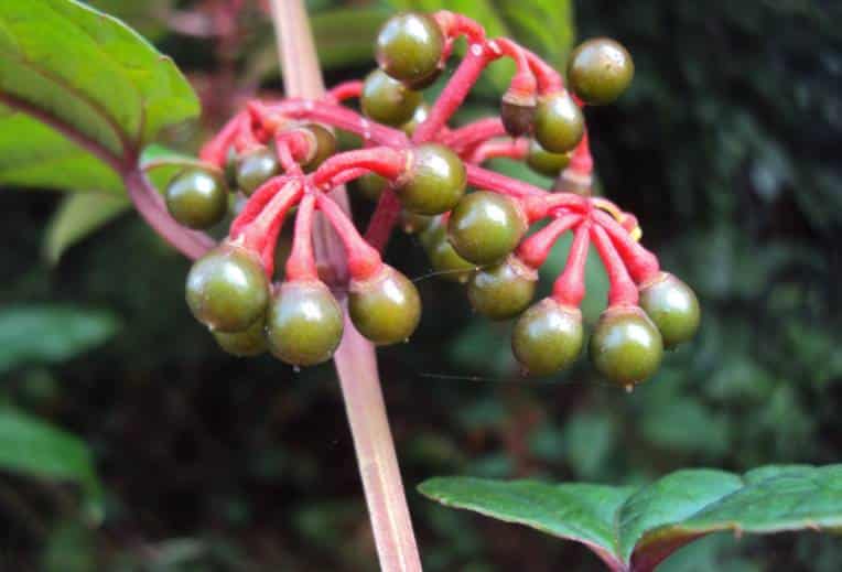 Cissus discolor fruits