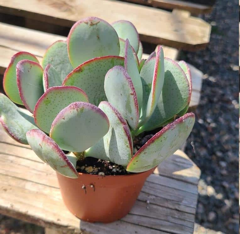 Crassula Arborescens Silver Dollar Jade