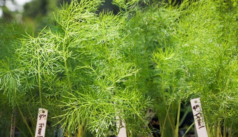 Fennel vs Anise - Fennel plant