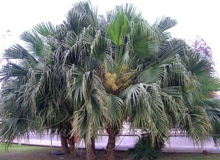 Chinese fan palm Fountain-like appearance