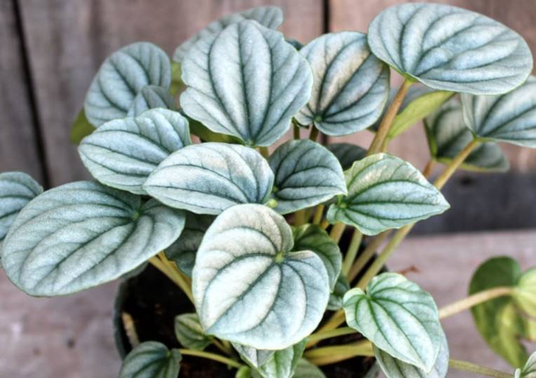 Rippled, heart-shaped, silver frosted green peperomia frost leaves with dark green veins areas