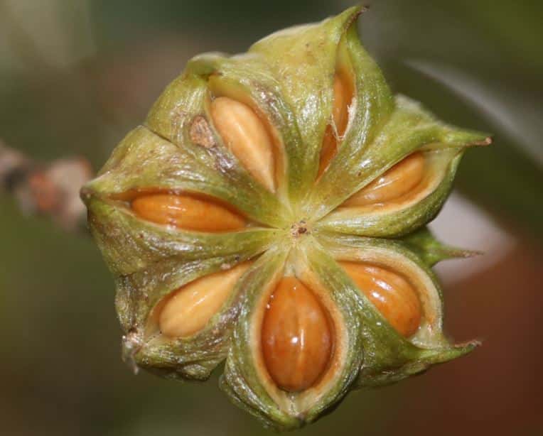 Japanese Star Anise Fruit