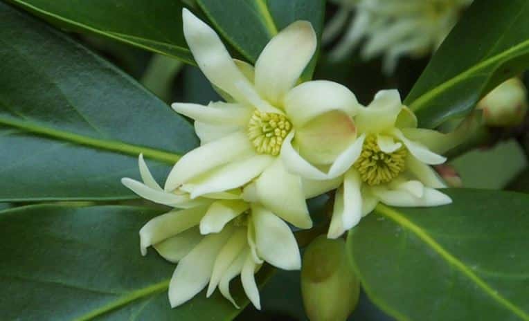 Japanese star anise plant with flower