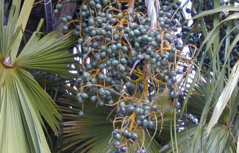 Livistona chinensis fruits