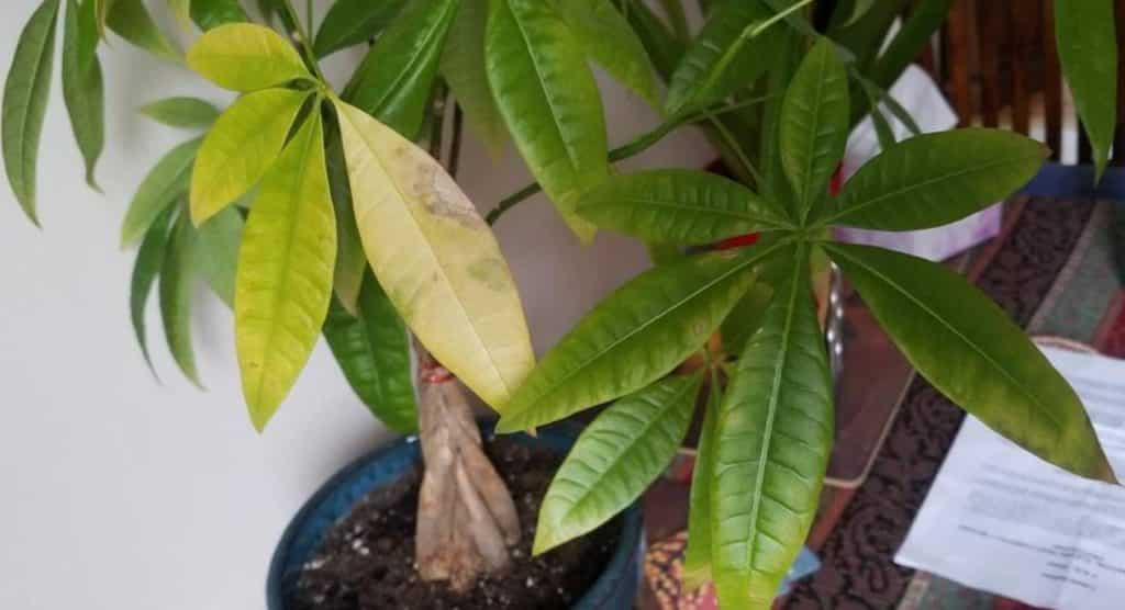 Pachira aquatica money tree leaves turning yellow