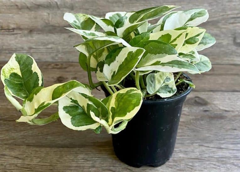 Pearls and jade pothos