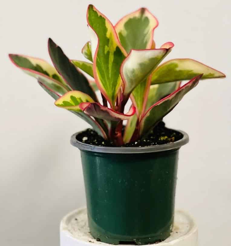 Peperomia Ginny Care and Propagation - Rainbow Peperomia