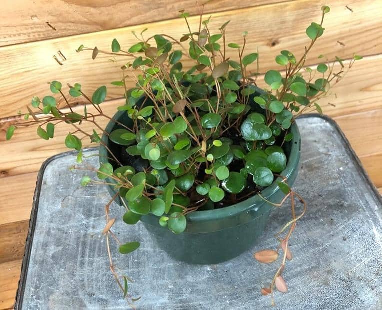 Peperomia Pepperspot