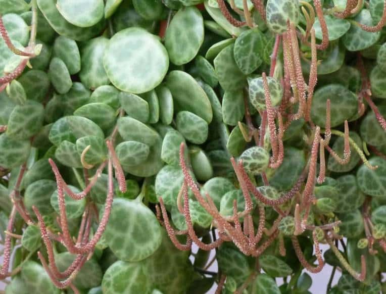 Peperomia Prostrata flowers - string of turtle - Small white flowers with reddish brown spikes. 