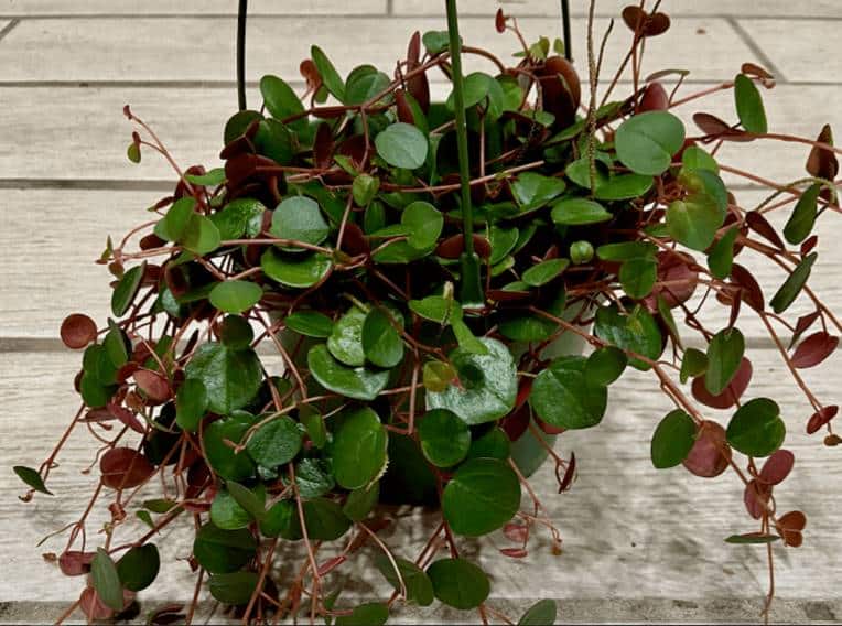 Ruby cascade peperomia has spiky green flowers, reddish-pink vines and petiole, round dark green leaves with a reddish-pink underside.  