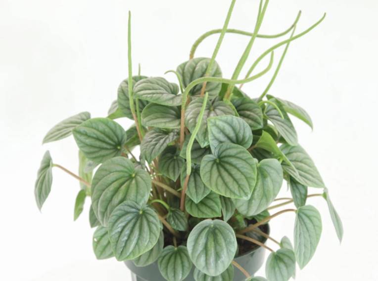 Peperomia frost flowers