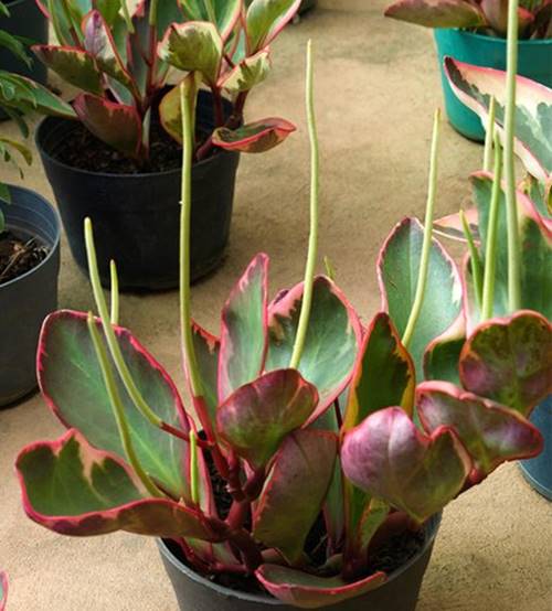 Raibow peperomia has inconspicuous pale green flowers with a thin, spiky stalk