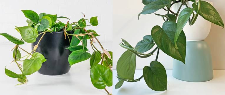Philodendron has cataphyll, pothos dont
