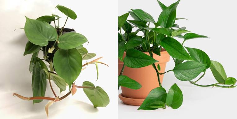 Philodendron leaves have a more pointed apex, a smoother texture, are more heart-shaped (rounder and leaf base curves more inwards to resemble the top of a heart shape), and are more symmetrical than pothos. Pothos leaves have midrib is more indented. 