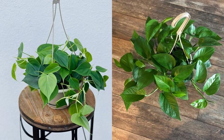 Philodendron vs. Pothos Differences, Care and Types