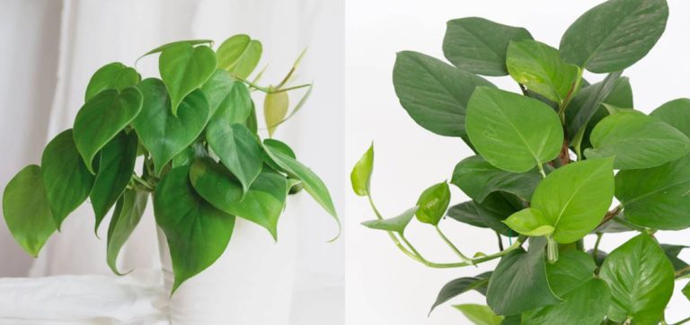 Philodendron vs. Pothos Differences, Care and Types -Heartleaf Philodendron vs Jade Pothos