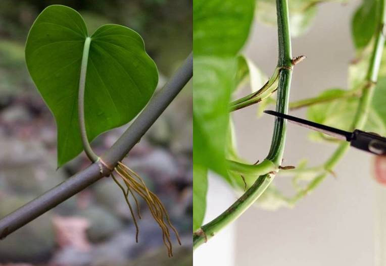 Philodendron (left) has a cluster of 2 to 6 thinner longer aerial roots per node while pothos (right) has a thicker nub-like aerial root per node. 