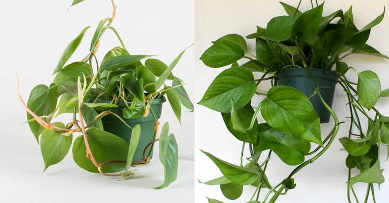 Philodendron (left) has slender, greenish-brown stems, while pothos has a thicker with color closely resembling leaf color. 