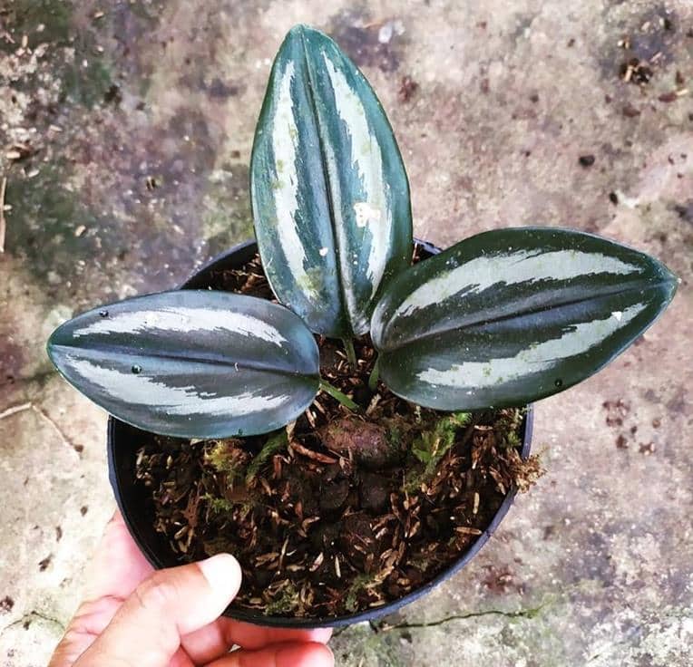 Scindapsus Dark Silver