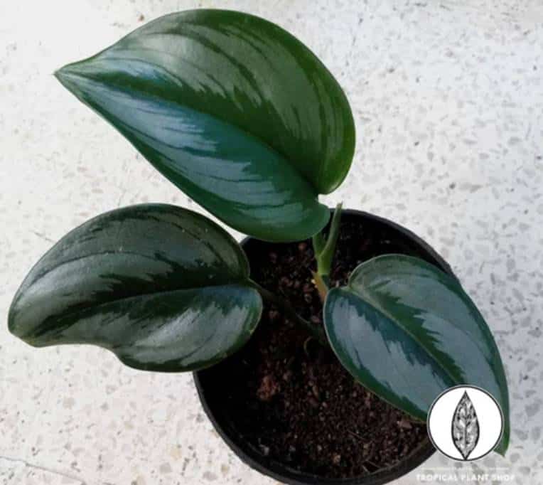 S. Treubii Borneo - Courtesy of Plantbuy com