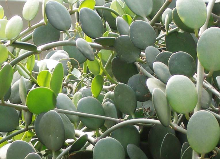 Silver Dollar Vine or Xerosicyos danguyi Care Leaves, stems and tendrils