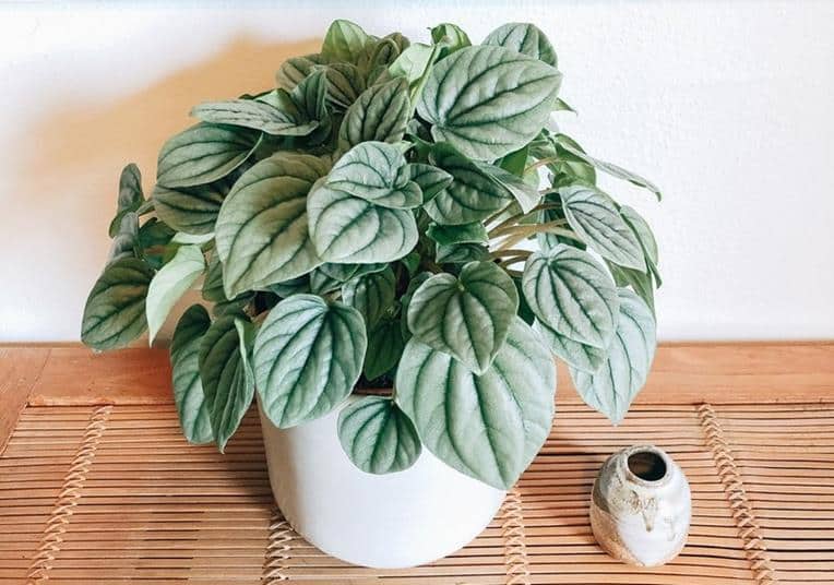 Peperomia Frost: Care and Propagation