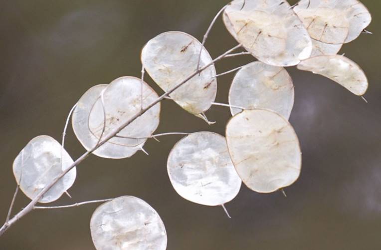 Silver dollar plant Lunaria annua silicle membranes