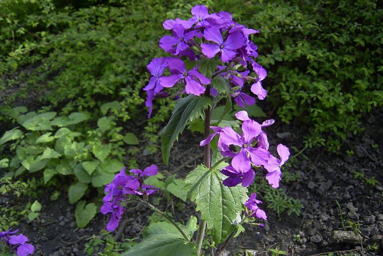 Silver dollar plant Lunaria annua