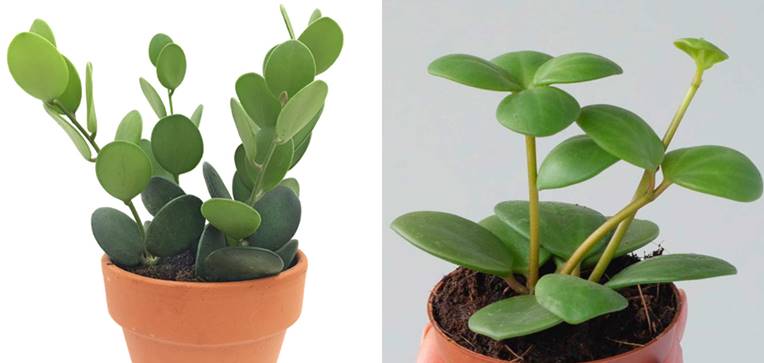 Silver dollar vine vs. peperomia hope