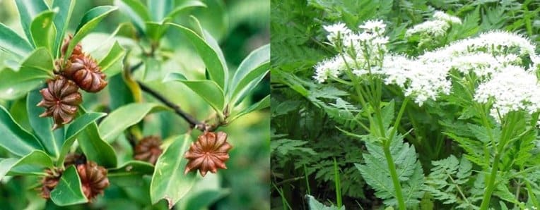 Star Anise vs. Anise Seed – Differences, Uses, Benefits