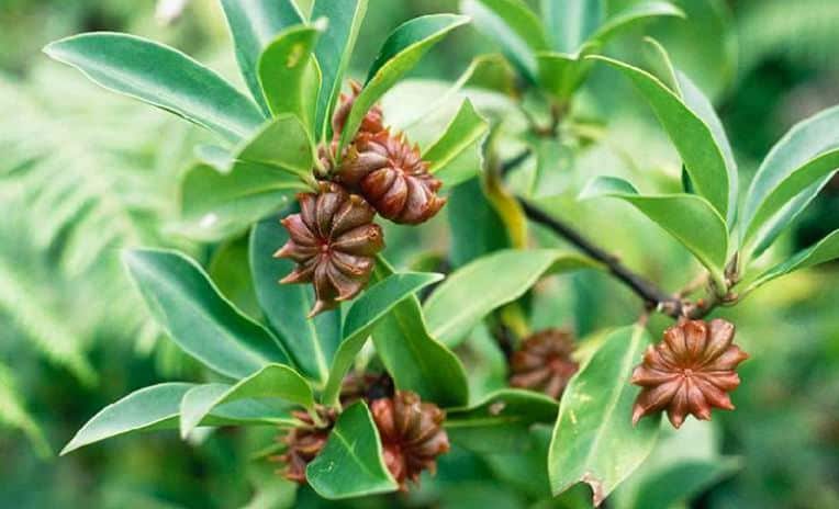 Star anise leaves