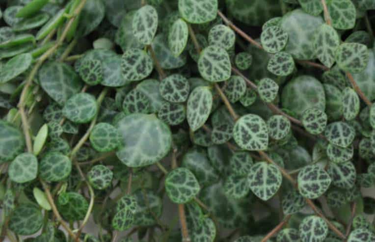 String of turtle leaves - Dark and light green patterns that resemble a small turtle shell