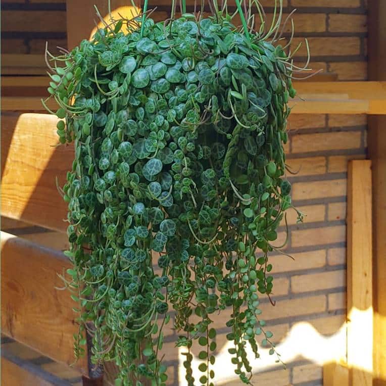 String of turtle plant with cascading vines