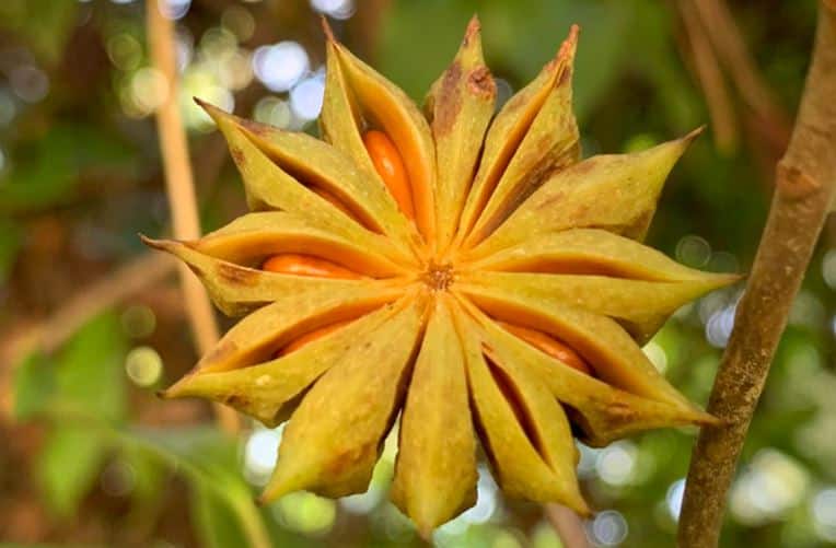 Swamp star anise Illicium parviflorum fruit