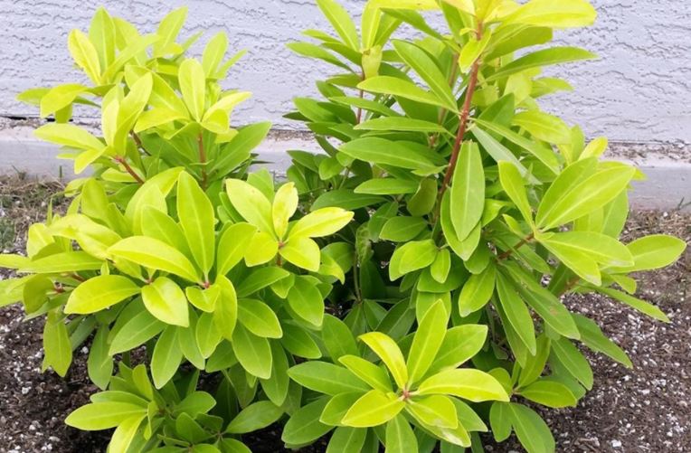 Swamp star anise Illicium parviflorum fruit